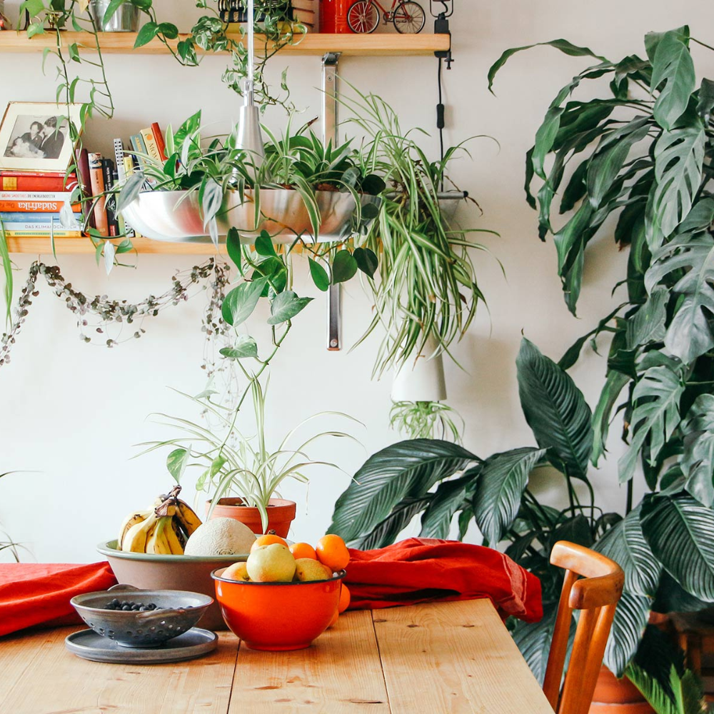 CINCO PLANTAS DE INTERIOR CON MENOS RIESGO DE SECARSE