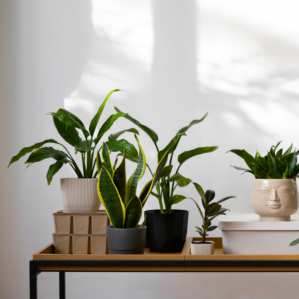 PLANTAS DE INTERIOR QUE COMBATEN LA HUMEDAD