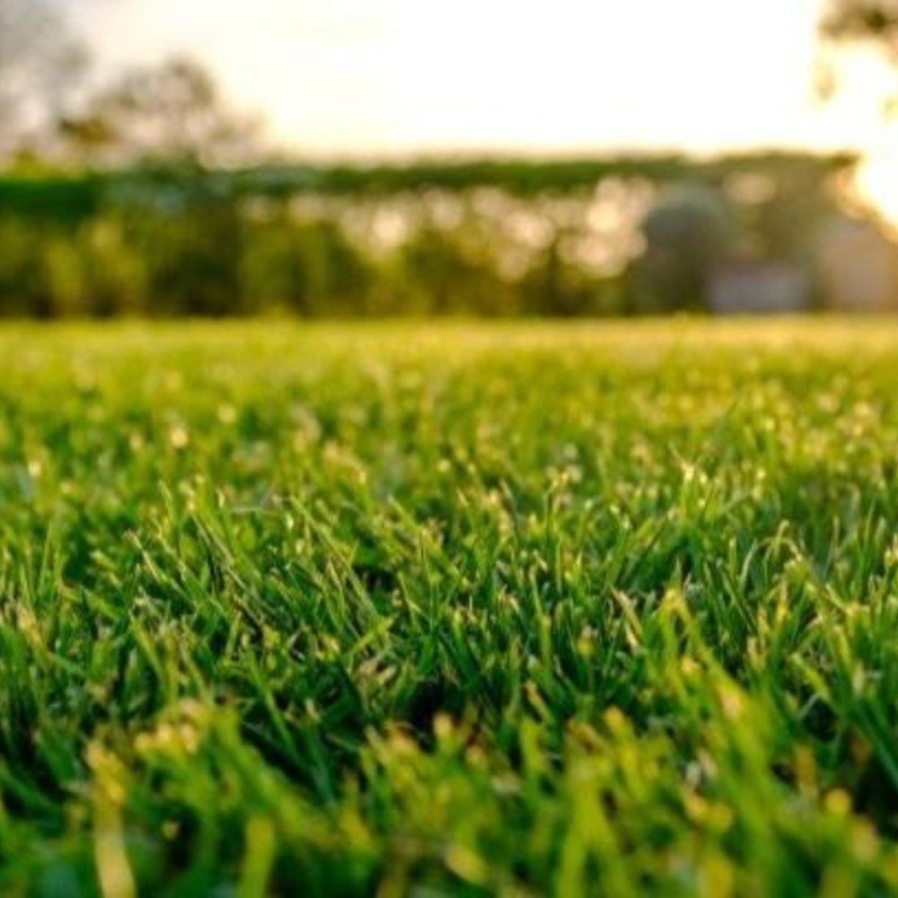 ¿CUÁL ES EL MEJOR CÉSPED PARA NUESTRO JARDÍN?