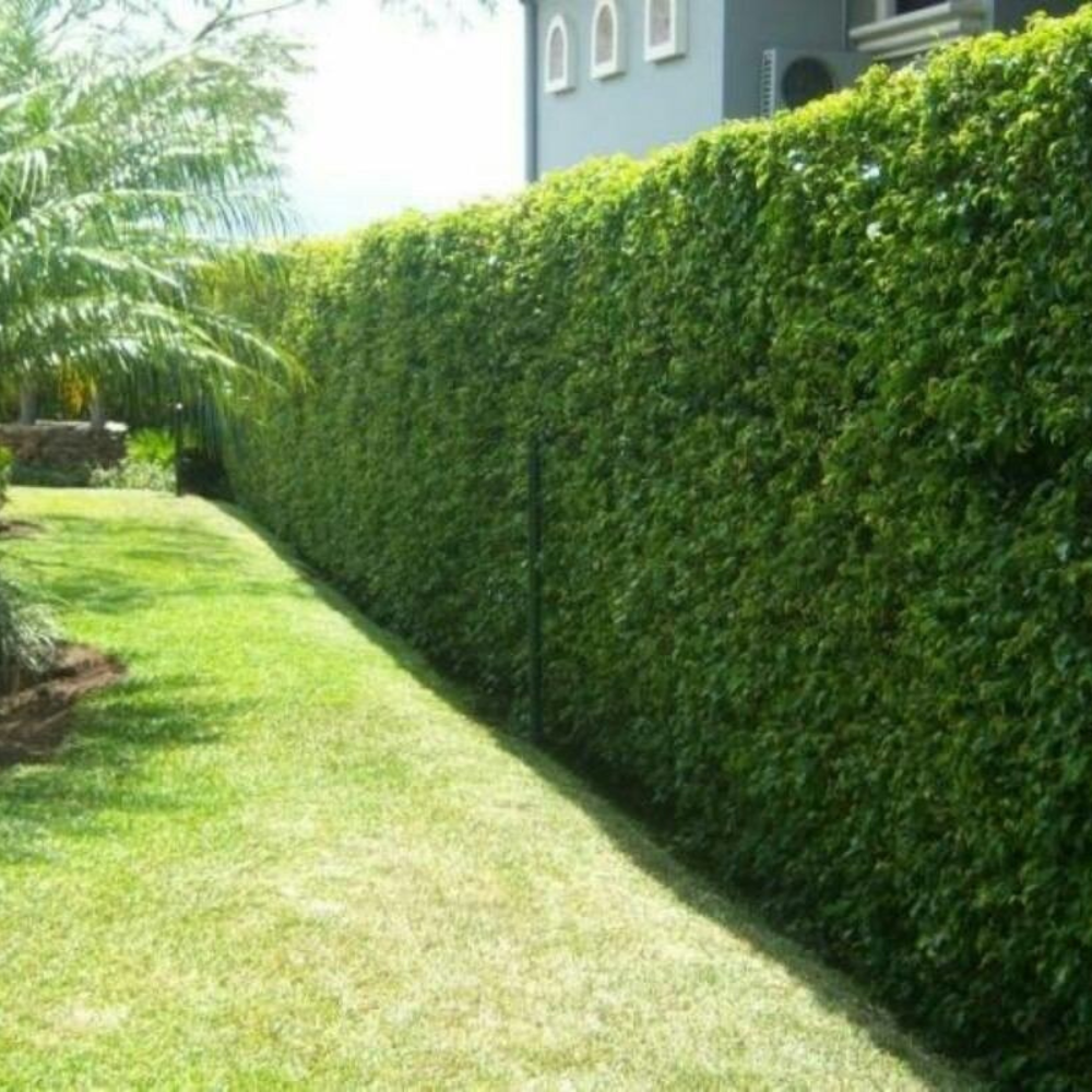 LAS MEJORES PLANTAS PARA LIBUSTRINAS