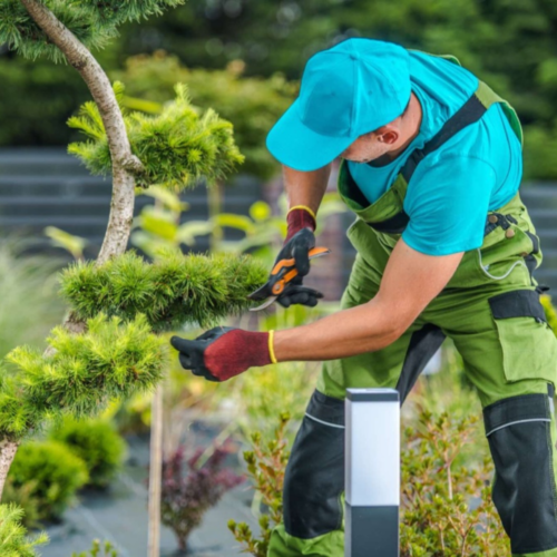 Ventajas de tener un jardinero: cuidado experto para tu jardín