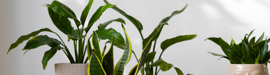 PLANTAS DE INTERIOR QUE COMBATEN LA HUMEDAD